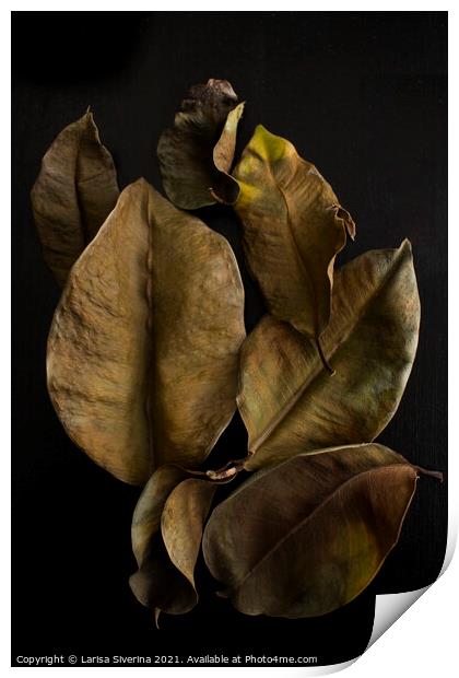 Ficus leaves Print by Larisa Siverina