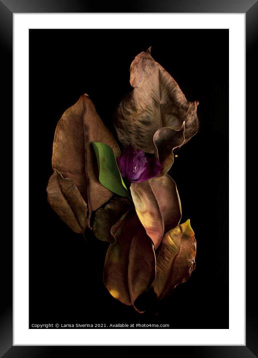 Dry ficus leaves Framed Mounted Print by Larisa Siverina