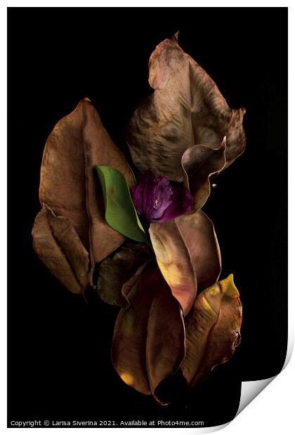 Dry ficus leaves Print by Larisa Siverina