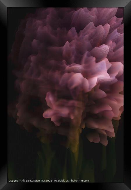 Hyacinth background Framed Print by Larisa Siverina