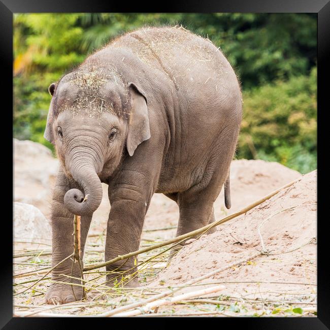 Young Asian elephant foraging Framed Print by Jason Wells