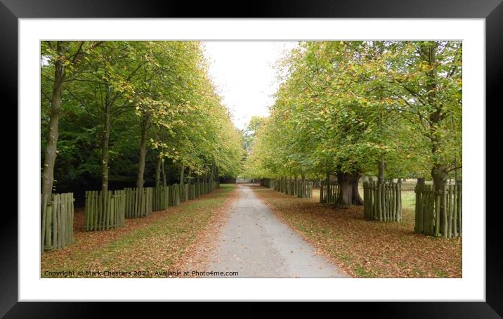Serene Autumn Path Framed Mounted Print by Mark Chesters