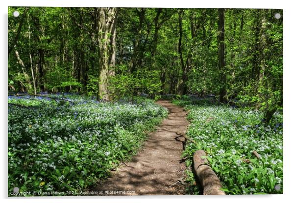 Wild Garlic woodland Pathway Acrylic by Diana Mower