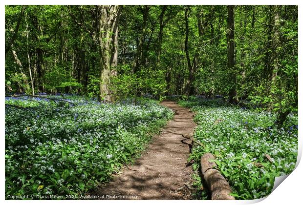 Wild Garlic woodland Pathway Print by Diana Mower