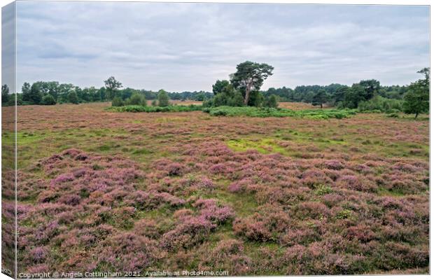 Heather Time at Skipwith Common Canvas Print by Angela Cottingham