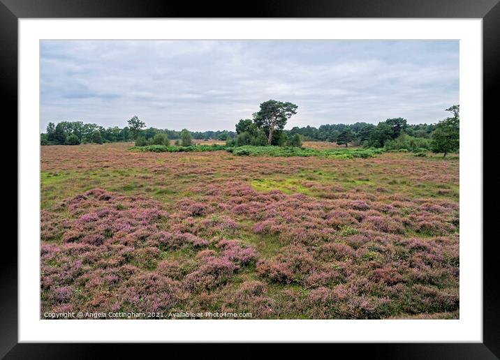 Heather Time at Skipwith Common Framed Mounted Print by Angela Cottingham