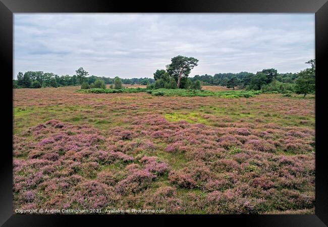 Heather Time at Skipwith Common Framed Print by Angela Cottingham