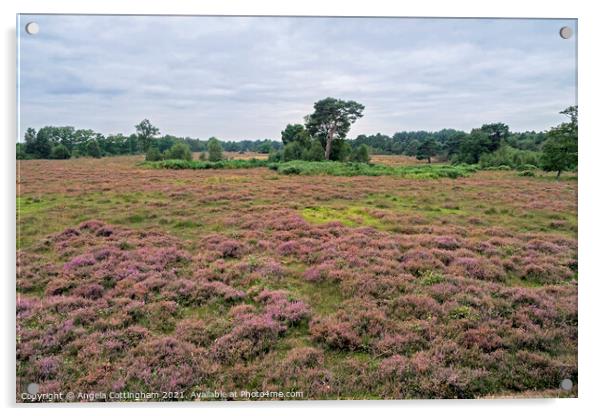 Heather Time at Skipwith Common Acrylic by Angela Cottingham