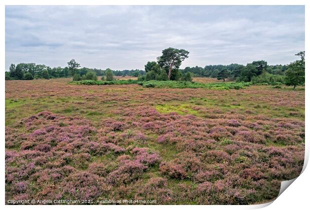Heather Time at Skipwith Common Print by Angela Cottingham