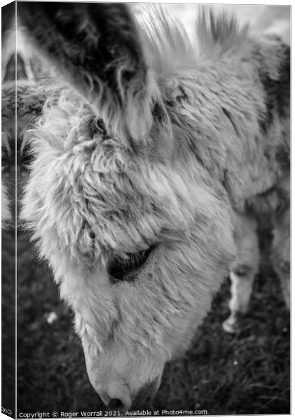Donkey head shot Canvas Print by Roger Worrall