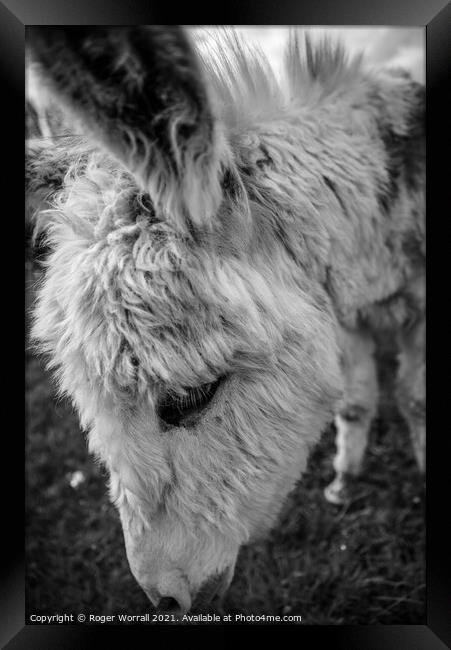 Donkey head shot Framed Print by Roger Worrall
