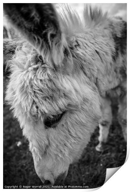 Donkey head shot Print by Roger Worrall