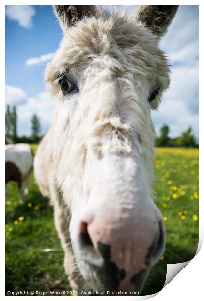 A close up of a Donkey looking at the camera Print by Roger Worrall