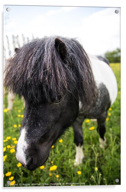 Shetland pony  Acrylic by Roger Worrall