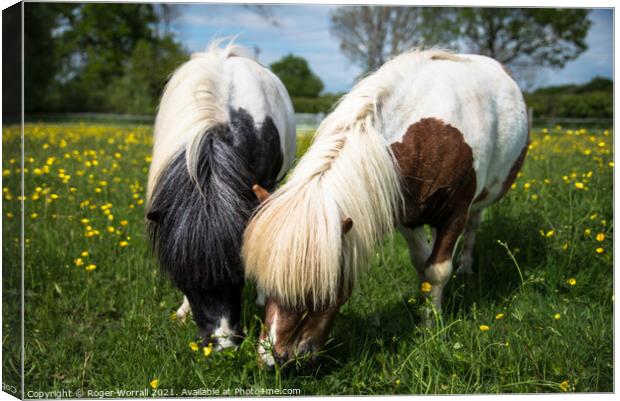 A Pair of Shetland Ponies Canvas Print by Roger Worrall