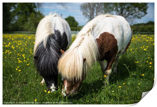 A Pair of Shetland Ponies Print by Roger Worrall
