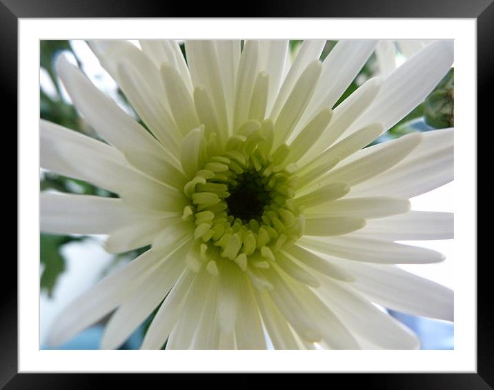 pretty in white. Framed Mounted Print by karen grist