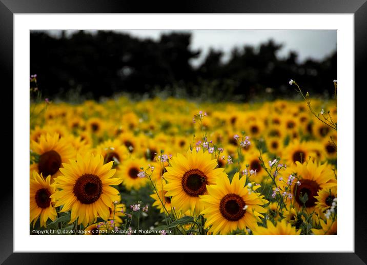 sunflower field richmond Framed Mounted Print by david siggens