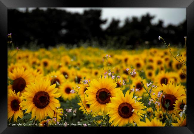 sunflower field richmond Framed Print by david siggens