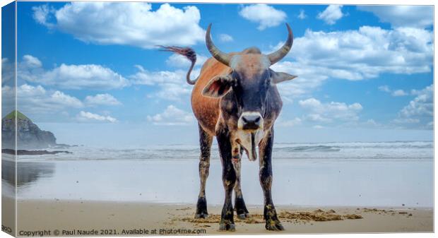 My Beach - Transkei Xhosa Nguni on Wild coast beac Canvas Print by Paul Naude