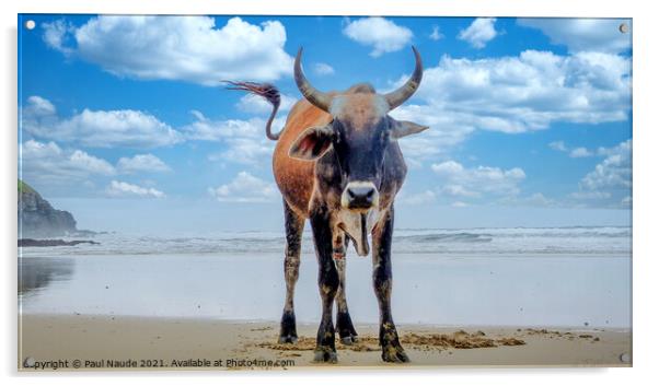 My Beach - Transkei Xhosa Nguni on Wild coast beac Acrylic by Paul Naude