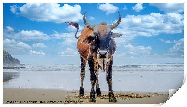 My Beach - Transkei Xhosa Nguni on Wild coast beac Print by Paul Naude