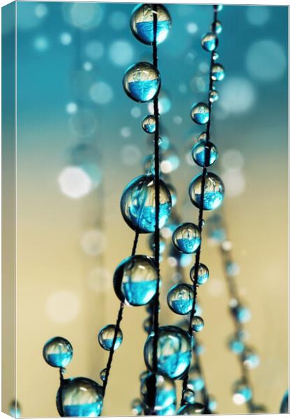 Grass Seed in Blue Sparkle II Canvas Print by Sharon Johnstone