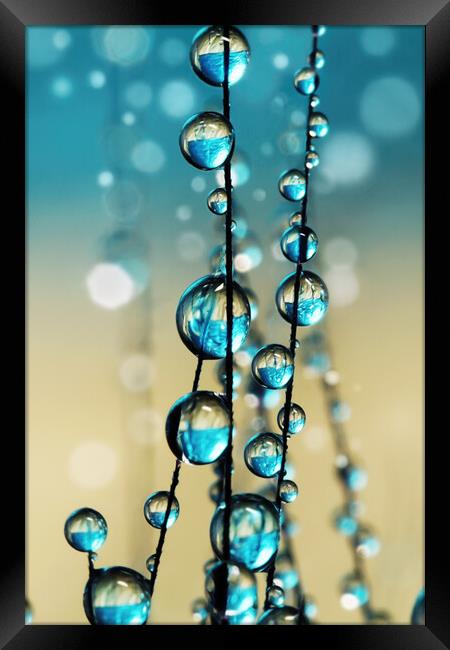 Grass Seed in Blue Sparkle II Framed Print by Sharon Johnstone