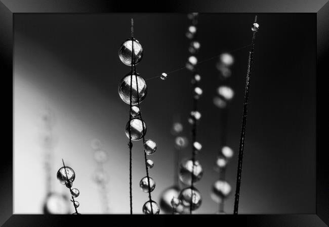 Grass Seed Drops II Framed Print by Sharon Johnstone