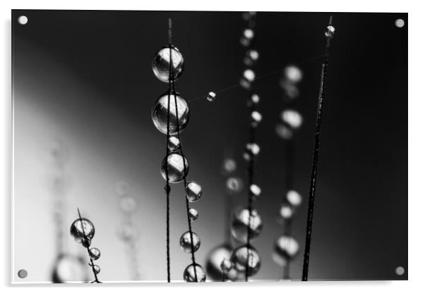 Grass Seed Drops II Acrylic by Sharon Johnstone