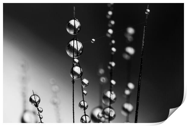 Grass Seed Drops II Print by Sharon Johnstone