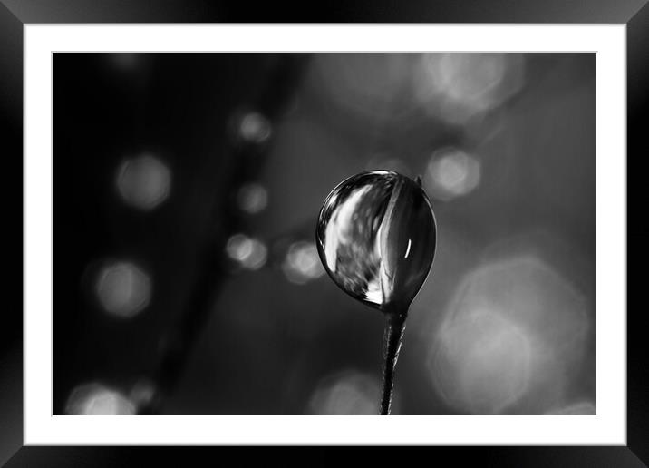 A Sparkle in the Dark Framed Mounted Print by Sharon Johnstone