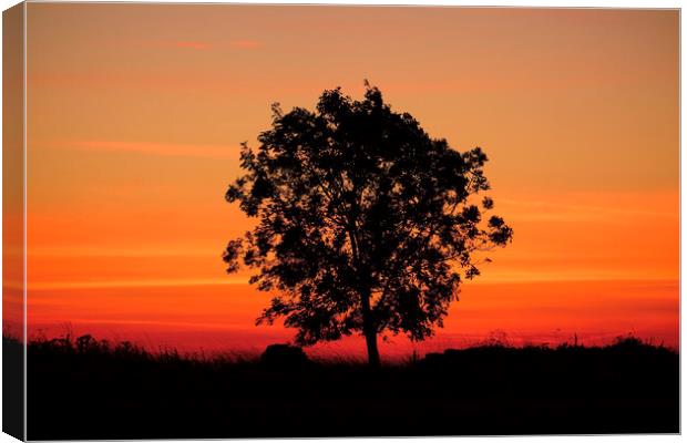 Sunrise tree  Canvas Print by Simon Johnson