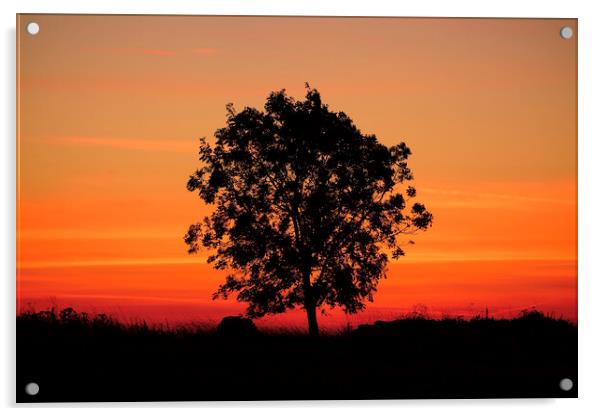 Sunrise tree  Acrylic by Simon Johnson