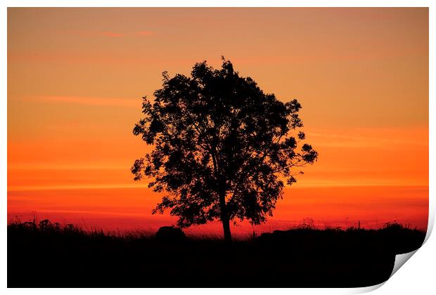 Sunrise tree  Print by Simon Johnson