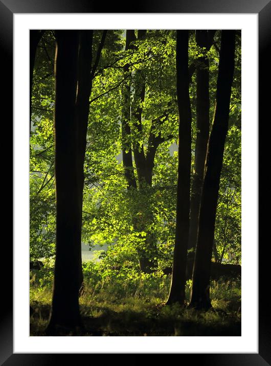 Morning sunlight Snowshill Woods  Framed Mounted Print by Simon Johnson
