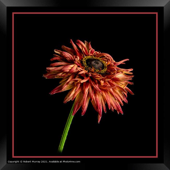 Red-head Gazania Framed Print by Robert Murray