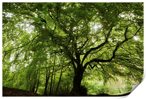 Beech tree  tree Print by Simon Johnson