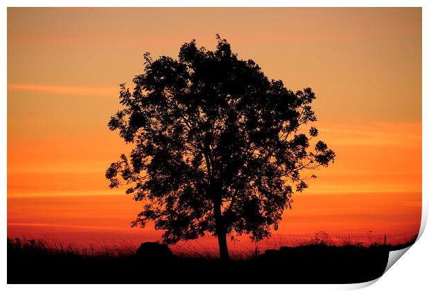 Isolated tree at sunrise Print by Simon Johnson