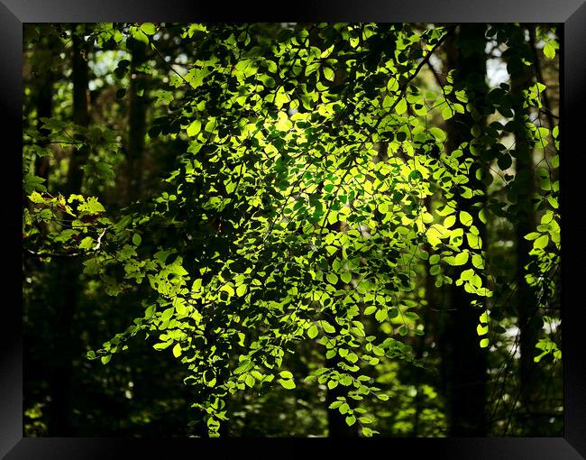 Sunlit Beech leaves Framed Print by Simon Johnson