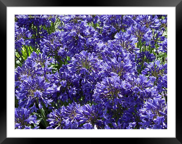 AGAPANTHUS ON A BEAUTIFUL SUNNY DAY Framed Mounted Print by ANDREA GREEN