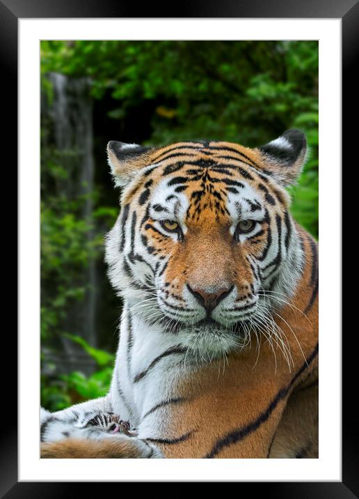 Siberian Tiger Framed Mounted Print by Arterra 