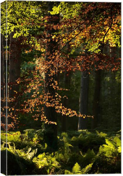 sunlit leaves and woodland Canvas Print by Simon Johnson