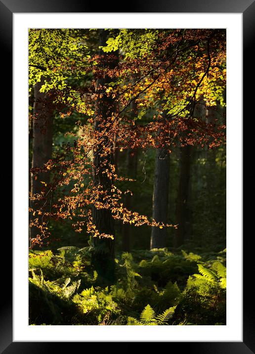 sunlit leaves and woodland Framed Mounted Print by Simon Johnson