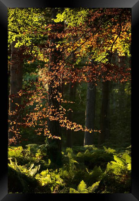 sunlit leaves and woodland Framed Print by Simon Johnson