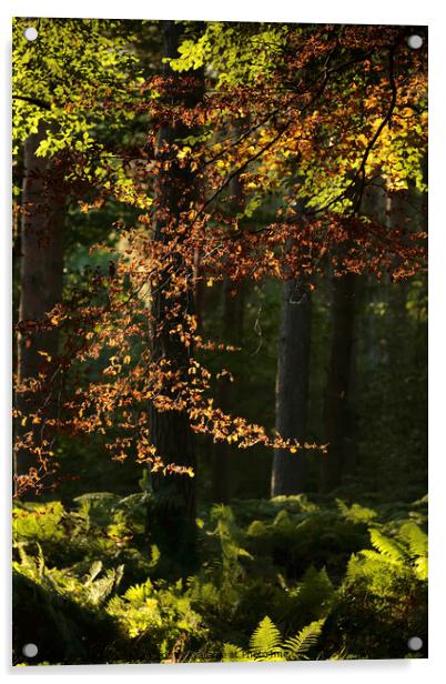 sunlit leaves and woodland Acrylic by Simon Johnson