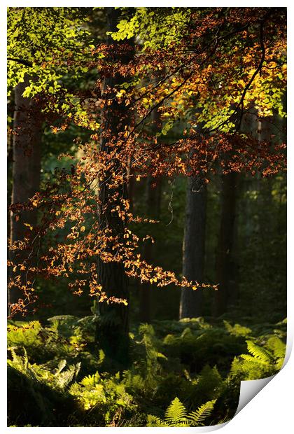 sunlit leaves and woodland Print by Simon Johnson