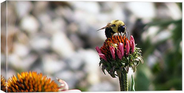 The Art of Bee-ing Canvas Print by Sharon Pfeiffer