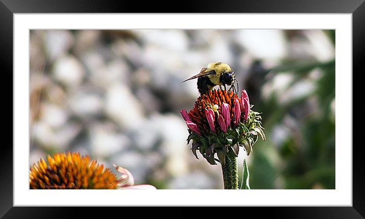 The Art of Bee-ing Framed Mounted Print by Sharon Pfeiffer