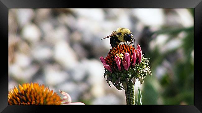 The Art of Bee-ing Framed Print by Sharon Pfeiffer